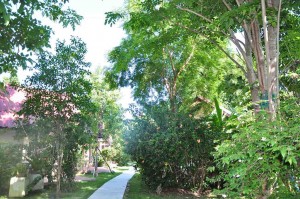 Around coral view